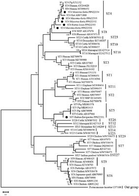 Prevalence and subtypes of Blastocystis in wild rodents from three provinces in China